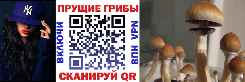 купить закладку  Новый Оскол  Галлюциногенные грибы MAGIC MUSHROOMS 